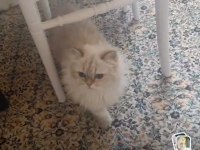Yavru verem büyük kedicikler