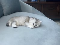 Safkan iran kedisi ırkı (chinchilla)