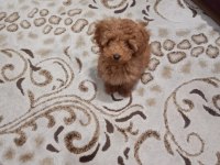 Yavru Toy poodle 0 numara