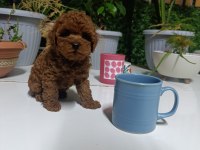 TEA CUP BOYUTLARDA KORE POODLE BEBEKLERİMİZ