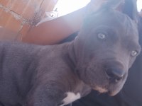 Cane corso blue 2 aylık renkli göz erkek