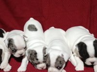 FRANSIZ BULLDOG YAVRULAR İZMİR