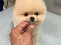 Pomeranian boo bebek köpekler