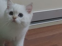 Oyuncu Safkan British Şecereli Anne Baba