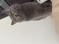 9 Aylık Eğitimli British Shorthair (cins kedi)