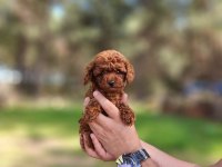 KORE DİŞİ TOY POODLE YAVRUMUZ