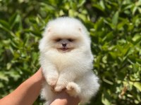 BEBEK SURAT POMERANİAN