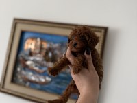 Teacup Kore Poodle Redbrown Yavrum