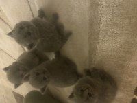 2 aylık british shorthair tuvalet eğitimi var