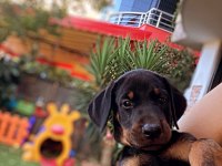 Doberman kızım