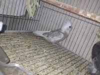 Yavru sultan papağanı 2 aylık