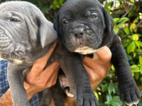 Safkan cane corso yavrular