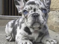 French Bulldog Eğitimli Ve Sosyal
