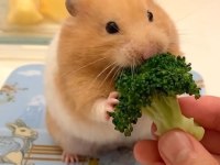 Aynı Gün Adrese Teslim Hamster Yavru Ve Setleri