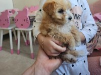 2 aylık Dişi Maltipoo