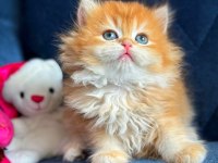 Show kalite british longhair golden yavrular