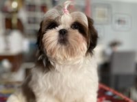 Teacup shih tzu