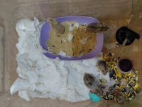 9 Campbell hamster ve kafes
