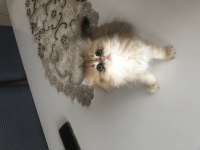 British longhair dişi