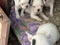 2 aylık aşılı french bulldog yavrular