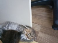 Scottish fold bebekler