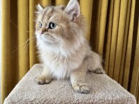 Golden british longhair paşa
