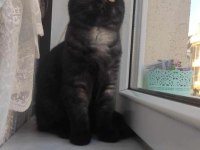 Black british shorthair