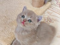 GRİ LİLAC DİŞİ ERKEK YAVRU KEDİLERİMİZ