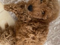 ACİL SAHİPLENDİRİLECEK POODLE