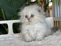 Cüce Büyümeyen Kısa Bacaklı Munchkin Fold Safkan