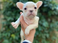 Sağlıklı krem french bulldog bebekler