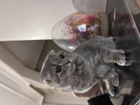 SCOTTİSH KEDİSİ KIZ