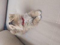 2 aylık erkek tilki surat pomeranian