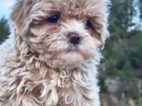 Anne altından maltipoo yavrular