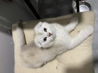 Yavru scottish fold