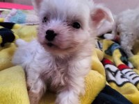 Yeni yavru köpeklerimiz sahiplerini bekliyorlar