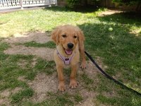3 Aylık golden retriever köpeğimiz
