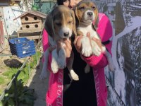 Elizabet Beagle Yavrularım