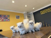 EN GÜZEL SCOTTISH FOLD YAVRULAR BRITISH YAVRULAR ANKARA 