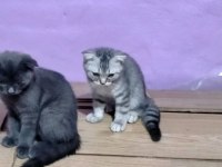 Sevimli oyuncu bebekler scottish fold