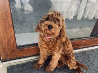Sevimli Toy Poodle