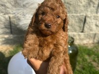 Red Brown Poodle Yavrularım