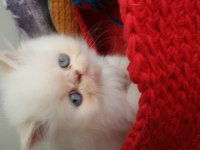 Irkının en güzel dişi iran kedisi yavrusu