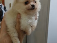 Pomeranian boo yavrularım