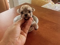 Muhteşem Morkie bebeklerimiz