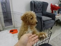 ANKARA ACİL MALTİPOO 4 AYLIK