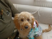 WC EĞİTİMLİ 6 AYLIK TOY POODLE ŞANS