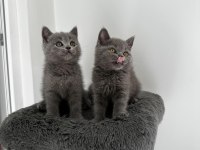 Gri British shorthair cinsi yavrumuza yuva arıyoruz