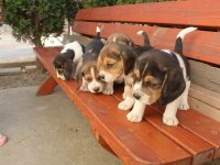 Muhteşem beagle yavrularımız