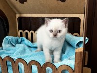 British shorthair yavru kediler